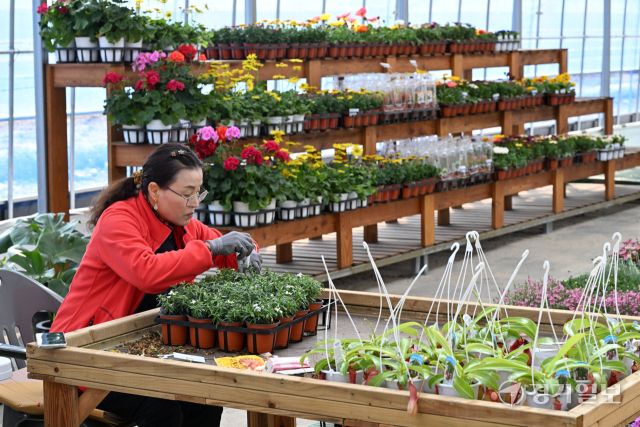 11일 오후 가평군 삼색리 가평군산림조합 나무시장에서 관계자들이 유실수, 조경수 등 각종 묘목을 정리하며 개장 준비를 하고 있다. 가평군산림조합 나무시장은 오는 13일 개장한다. 김시범기자