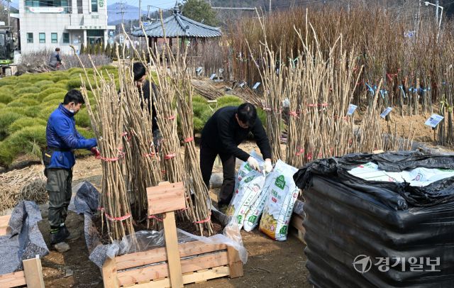 11일 오후 가평군 삼색리 가평군산림조합 나무시장에서 관계자들이 유실수, 조경수 등 각종 묘목을 정리하며 개장 준비를 하고 있다. 가평군산림조합 나무시장은 오는 13일 개장한다. 김시범기자