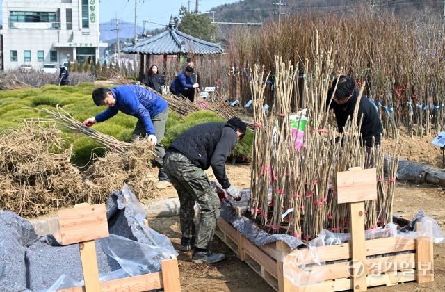 11일 오후 가평군 삼색리 가평군산림조합 나무시장에서 관계자들이 유실수, 조경수 등 각종 묘목을 정리하며 개장 준비를 하고 있다. 가평군산림조합 나무시장은 오는 13일 개장한다. 김시범기자