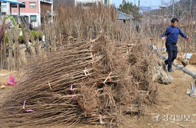 11일 오후 가평군 삼색리 가평군산림조합 나무시장에서 관계자들이 유실수, 조경수 등 각종 묘목을 정리하며 개장 준비를 하고 있다. 가평군산림조합 나무시장은 오는 13일 개장한다. 김시범기자