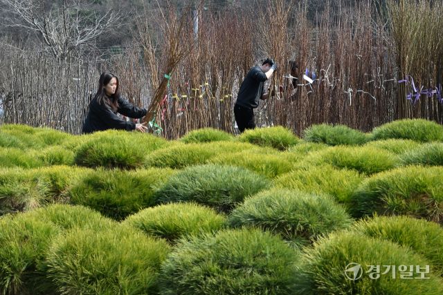 11일 오후 가평군 삼색리 가평군산림조합 나무시장에서 관계자들이 유실수, 조경수 등 각종 묘목을 정리하며 개장 준비를 하고 있다. 가평군산림조합 나무시장은 오는 13일 개장한다. 김시범기자