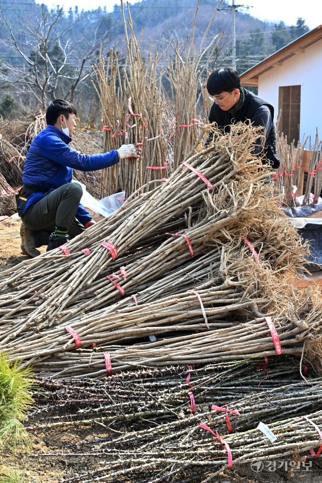 11일 오후 가평군 삼색리 가평군산림조합 나무시장에서 관계자들이 유실수, 조경수 등 각종 묘목을 정리하며 개장 준비를 하고 있다. 가평군산림조합 나무시장은 오는 13일 개장한다. 김시범기자