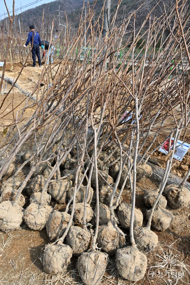 11일 오후 가평군 삼색리 가평군산림조합 나무시장에서 관계자들이 유실수, 조경수 등 각종 묘목을 정리하며 개장 준비를 하고 있다. 가평군산림조합 나무시장은 오는 13일 개장한다. 김시범기자