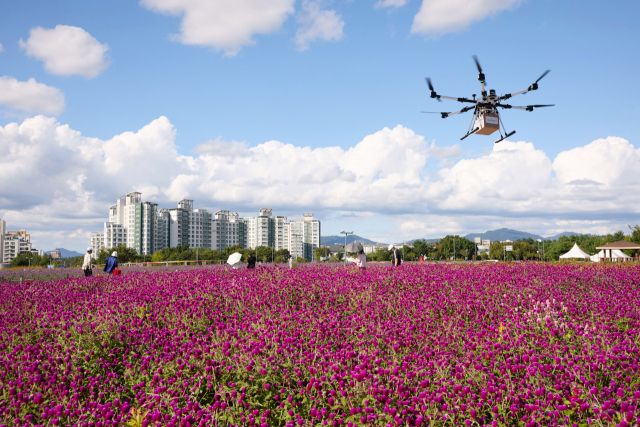 천일홍축제가 열리고 있는 양주 나리농원 상공에서 드론이 천일홍군락지 위를 비행하고 있다. 양주시 제공