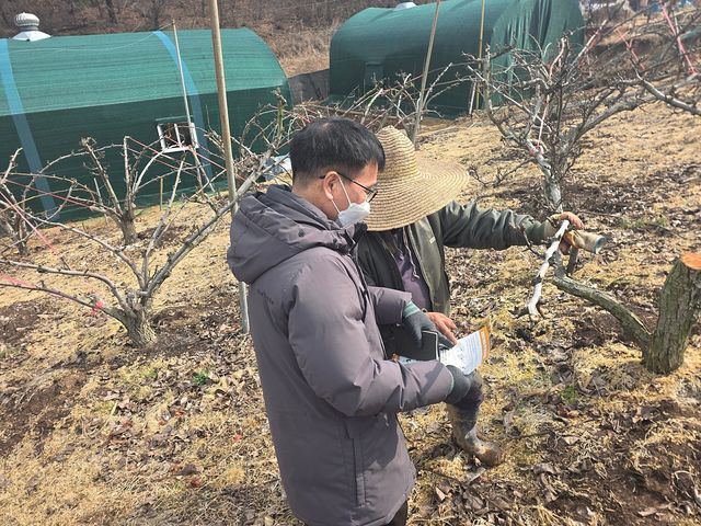 보도자료4 과수화상병 예방 관리 중인 농업인