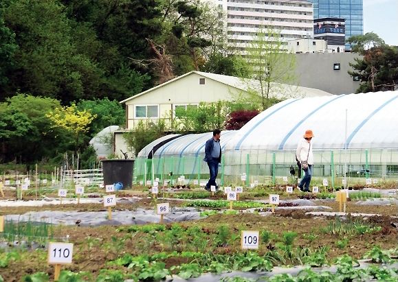 과천시 주말농장 모습. 과천시 제공