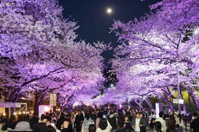 한국마사회 봄축제 다음달 팡파레 “야간 벚꽃에 드론쇼까지”