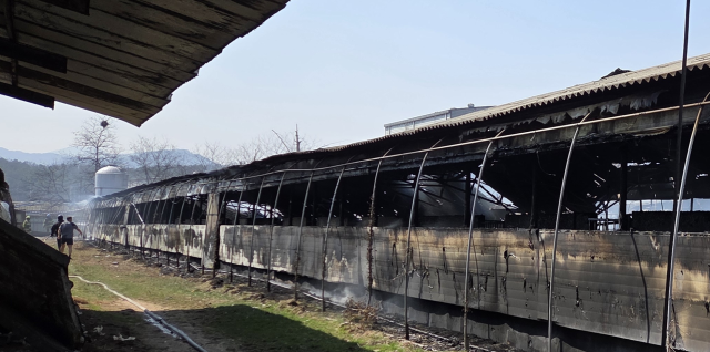 포천 신북면 돈사화재 현장. 포천소방서 제공