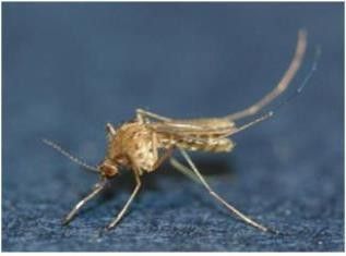 작은빨간집모기 암컷 성충. 질병관리청 제공