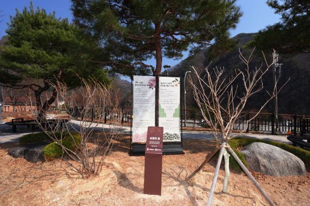 청량산 수원캠핑장 입구에 수원과 봉화의 상생을 기념하며 심은 진달래(왼쪽)와 산목련 나무. 수원시 제공