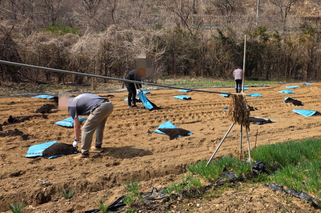 사회봉사명령 대상자 농가 일손돕기 모습. 성남보호관찰소 제공