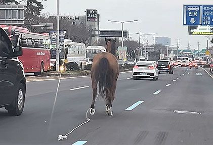 제주 무수천 교차로 인근을 달리는 말. 연합뉴스