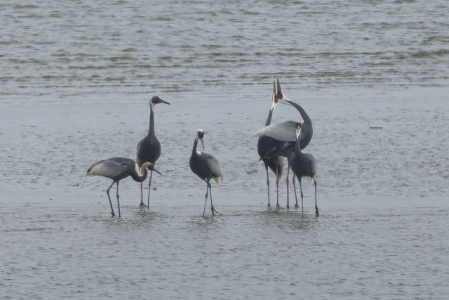 김포 한강하구에서 먹이활동 중인 재두루미. (사)한국야생조류보호협회 제공