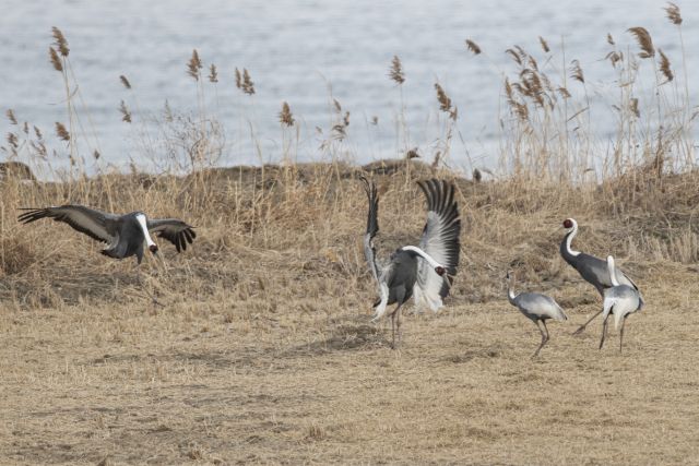 김포 한강하구에서 먹이활동 중인 재두루미. (사)한국야생조류보호협회 제공협회 제공