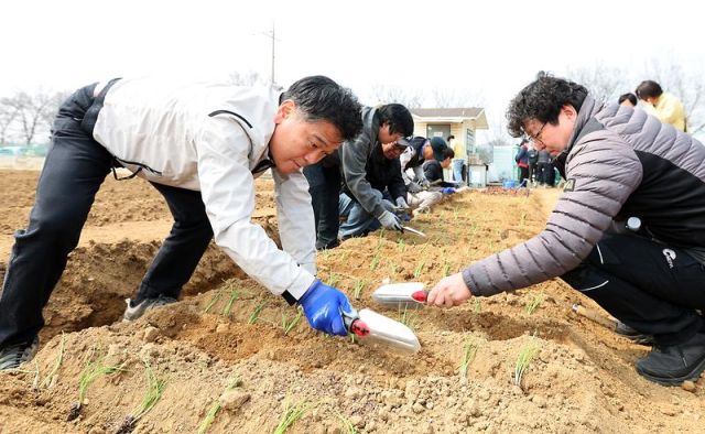 박종효 인천 남동구청장이 최근 정식 개장한 공공주말농장에서 농작물을 심는 체험 활동을 하고 있다. 인천 남동구청 제공