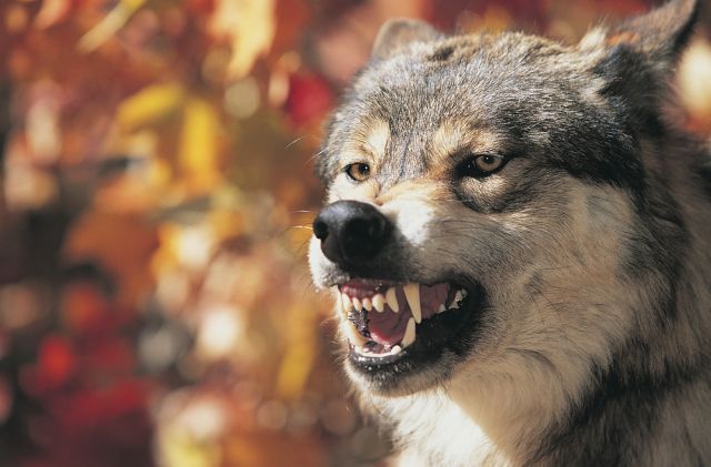 기사와 직접 관련 없는 늑대 사진. 클립아트코리아 제공