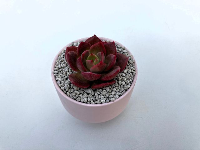 에케베리아 신품종 ‘루비쿠션’. 경기도농업기술원 제공