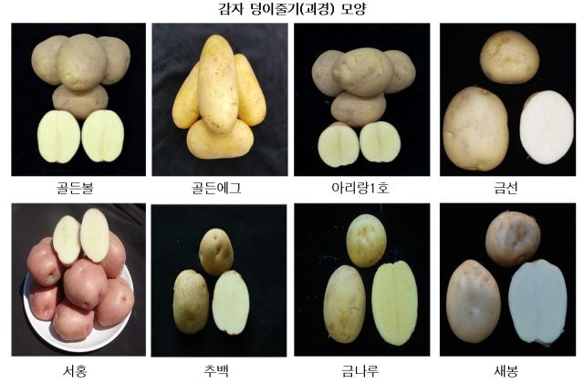 국립식량과학원이 육성한 국산 씨감자 8개 품종. 광주시 제공