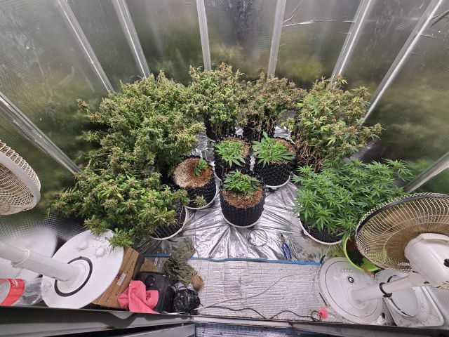 합수본이 적발한 아파트 내 대마 재배 현장. 합수본 제공