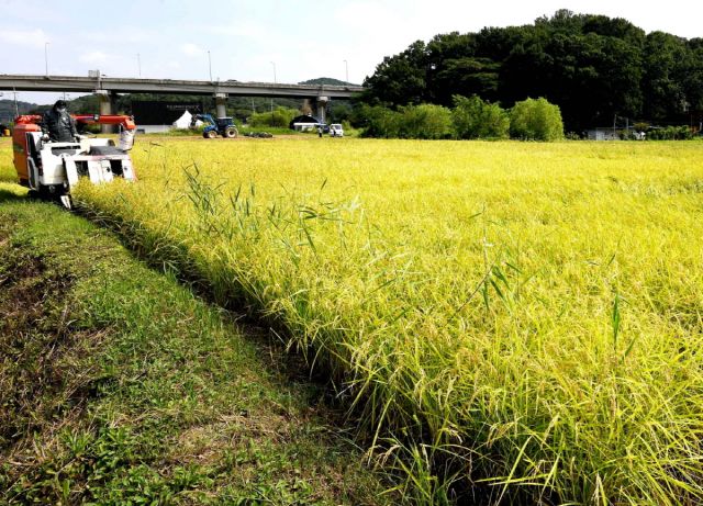 조생종 벼베기 현장. 시흥시 제공