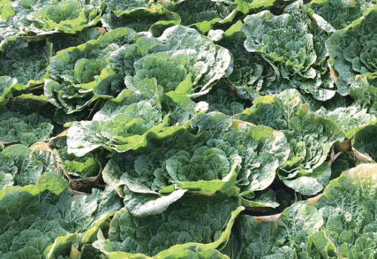 봄 제철 채소인 봄동. 경기일보 DB