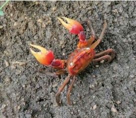 파주시는 야생 동식물 등 생물 다양성 조사에 참여할 단체를 모집한다. 파주시 제공