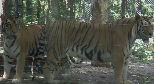 지난해 8월 사파리월드에서 생활하던 건곤이(왼쪽)와 태호의 모습. 독자 제공
