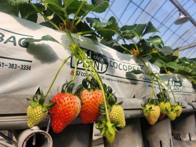 품종 출원을 앞둔 우량계통 20-20-115. 경기도농업기술원 제공