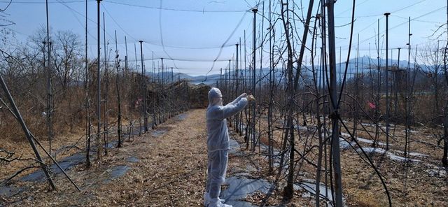 13. 파주시, 과수 화상병 방제약제 보급 및 예찰 본격 추진_병해충 예찰 방제단 과수화상병 예찰사진