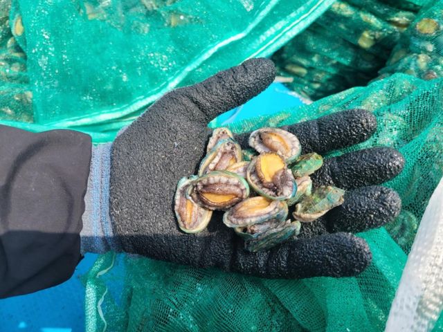 인천 옹진군이 방류한 전복 종자. 옹진군 제공