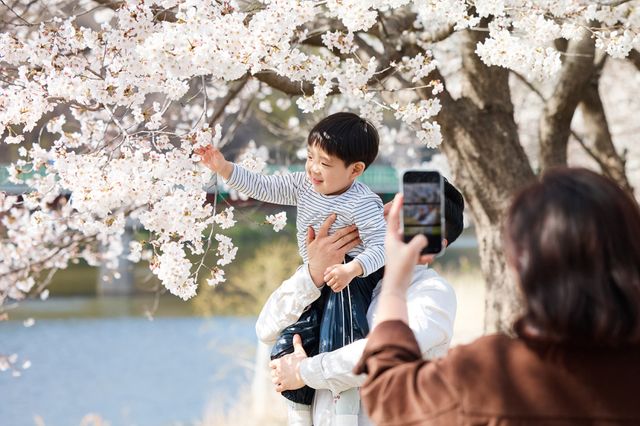 양주 장흥관광지 내 매내미 벚꽃길에서 가족이 즐거운 시간을 보내고 있다. 양주시 제공