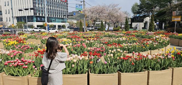 초등학생이 포천 체육공원 분수광장 튤립 미로 앞에서 휴대전화로 풍경을 담고 있다. 손지영기자