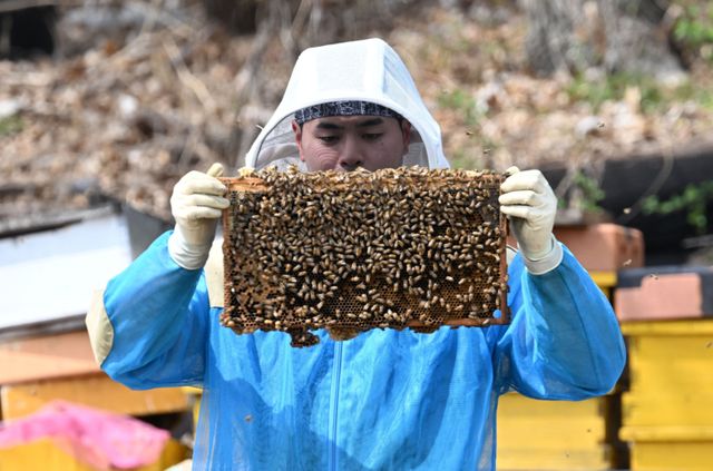 봄철 개화기를 맞아 도내 양봉업계가 분주하다. 14일 오후 수원특례시 광교동 한 양봉 농장에서 주인이 꿀벌 늘리기 작업을 하고 있다. 주인은 “지난해 꿀벌이 집단 폐사해 꿀 생산량이 크게 줄었다”며 “올봄은 아직까지 날씨가 좋아 많은 양의 벌꿀 수확이 기대된다”고 말했다. 김시범기자