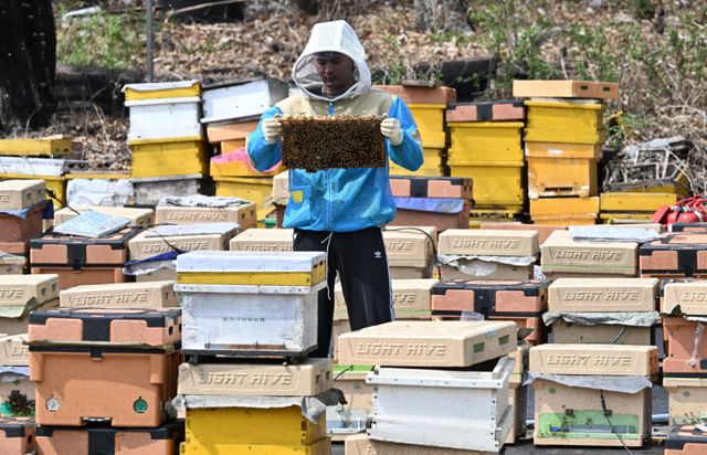 봄철 개화기를 맞아 도내 양봉업계가 분주하다. 14일 오후 수원특례시 광교동 한 양봉 농장에서 주인이 꿀벌 늘리기 작업을 하고 있다. 주인은 “지난해 꿀벌이 집단 폐사해 꿀 생산량이 크게 줄었다”며 “올봄은 아직까지 날씨가 좋아 많은 양의 벌꿀 수확이 기대된다”고 말했다. 김시범기자