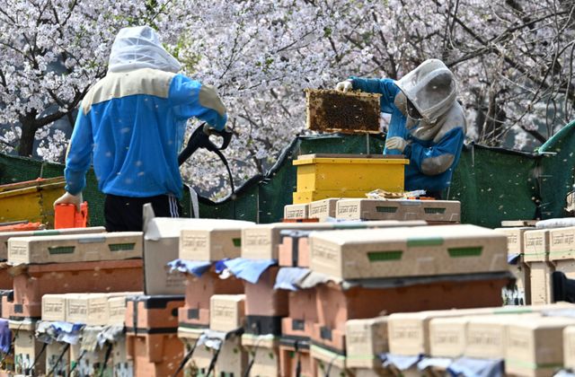 봄철 개화기를 맞아 도내 양봉업계가 분주하다. 14일 오후 수원특례시 광교동 한 양봉 농장에서 주인이 꿀벌 늘리기 작업을 하고 있다. 주인은 “지난해 꿀벌이 집단 폐사해 꿀 생산량이 크게 줄었다”며 “올봄은 아직까지 날씨가 좋아 많은 양의 벌꿀 수확이 기대된다”고 말했다. 김시범기자