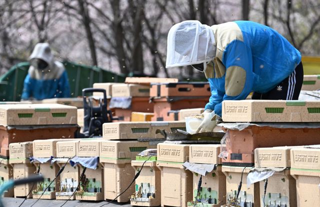 봄철 개화기를 맞아 도내 양봉업계가 분주하다. 14일 오후 수원특례시 광교동 한 양봉 농장에서 주인이 꿀벌 늘리기 작업을 하고 있다. 주인은 “지난해 꿀벌이 집단 폐사해 꿀 생산량이 크게 줄었다”며 “올봄은 아직까지 날씨가 좋아 많은 양의 벌꿀 수확이 기대된다”고 말했다. 김시범기자