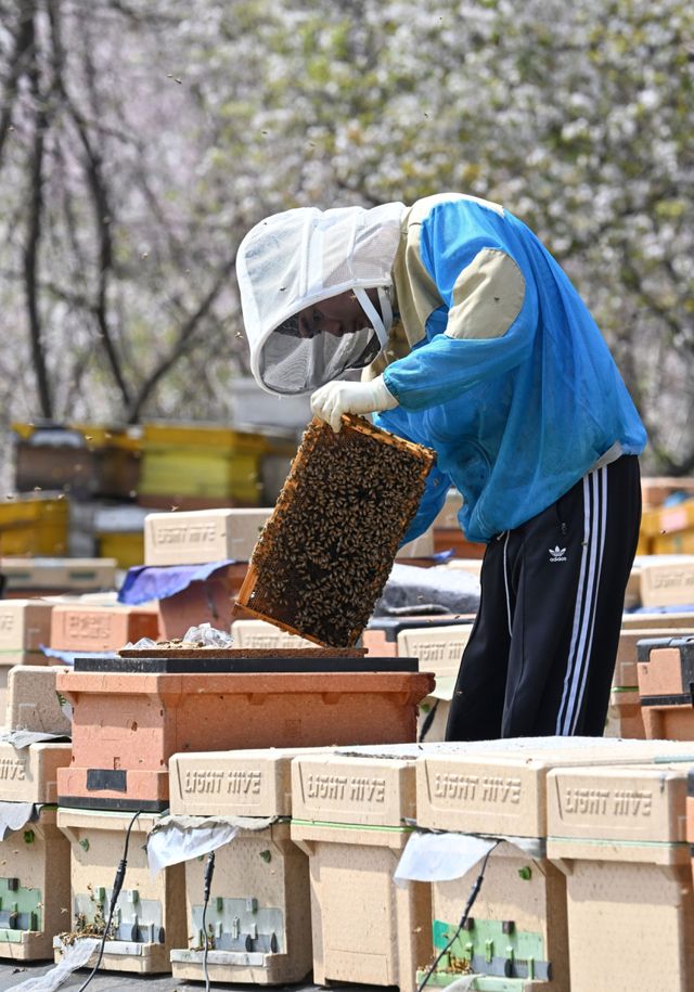 봄철 개화기를 맞아 도내 양봉업계가 분주하다. 14일 오후 수원특례시 광교동 한 양봉 농장에서 주인이 꿀벌 늘리기 작업을 하고 있다. 주인은 “지난해 꿀벌이 집단 폐사해 꿀 생산량이 크게 줄었다”며 “올봄은 아직까지 날씨가 좋아 많은 양의 벌꿀 수확이 기대된다”고 말했다. 김시범기자