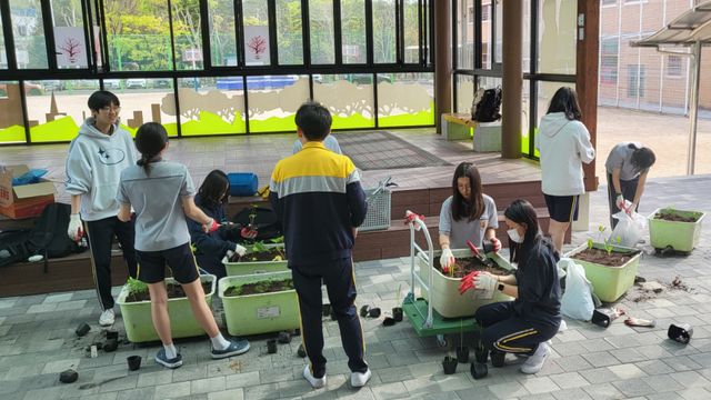 고양 화수중학교 생태환경동아리 학생들이 서울대 약학대학이 제공한 모종을 대형 화분에 옮겨 심고 있다. 고양교육지원청 제공
