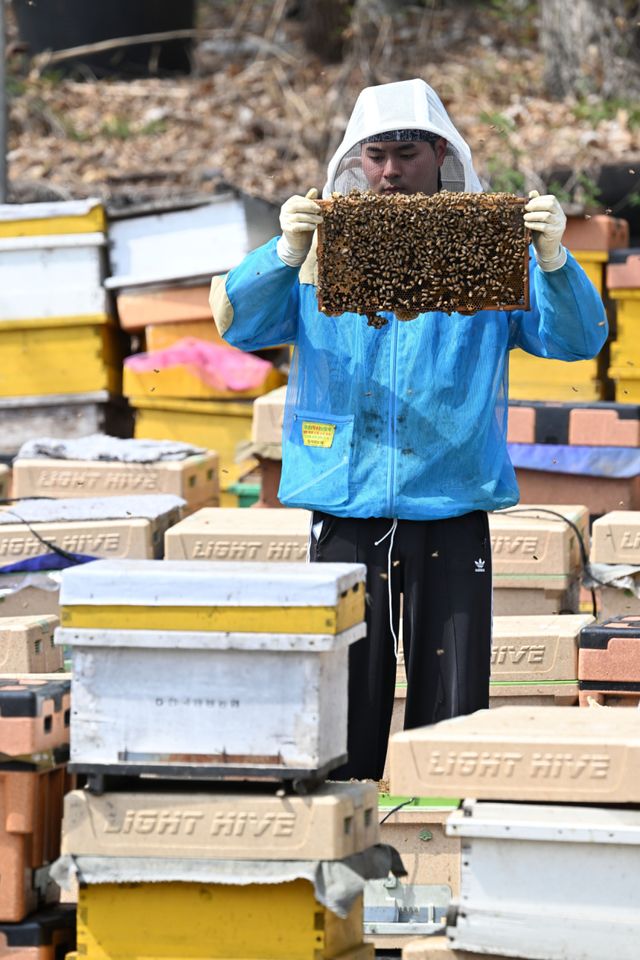 봄철 개화기를 맞아 도내 양봉업계가 분주하다. 14일 오후 수원특례시 광교동 한 양봉 농장에서 주인이 꿀벌 늘리기 작업을 하고 있다. 주인은 “지난해 꿀벌이 집단 폐사해 꿀 생산량이 크게 줄었다”며 “올봄은 아직까지 날씨가 좋아 많은 양의 벌꿀 수확이 기대된다”고 말했다. 김시범기자