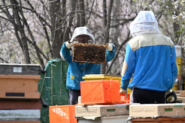 봄철 개화기를 맞아 도내 양봉업계가 분주하다. 14일 오후 수원특례시 광교동 한 양봉 농장에서 주인이 꿀벌 늘리기 작업을 하고 있다. 주인은 “지난해 꿀벌이 집단 폐사해 꿀 생산량이 크게 줄었다”며 “올봄은 아직까지 날씨가 좋아 많은 양의 벌꿀 수확이 기대된다”고 말했다. 김시범기자