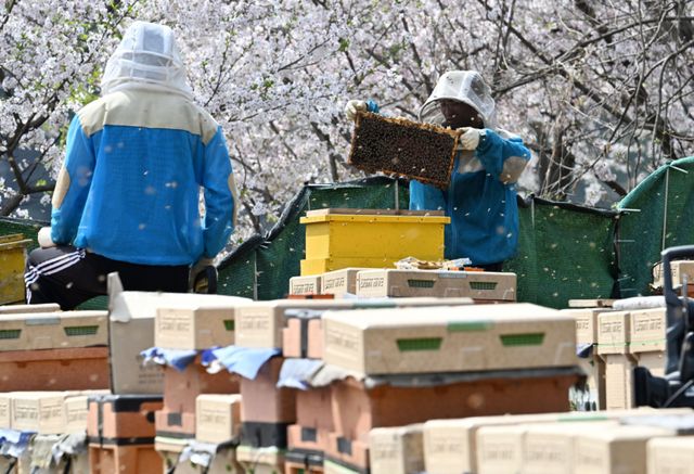 봄철 개화기를 맞아 도내 양봉업계가 분주하다. 14일 오후 수원특례시 광교동 한 양봉 농장에서 주인이 꿀벌 늘리기 작업을 하고 있다. 주인은 “지난해 꿀벌이 집단 폐사해 꿀 생산량이 크게 줄었다”며 “올봄은 아직까지 날씨가 좋아 많은 양의 벌꿀 수확이 기대된다”고 말했다. 김시범기자