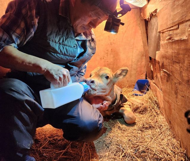 양평군의 한 농가에서 초유은행에서 받은 초유를 송아지에게 먹이는 모습. 양평군 제공