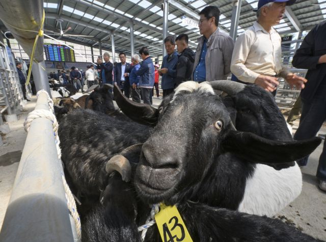 경기남부지역 최초 ‘염소 정기 경매' 시작 [포토뉴스]
