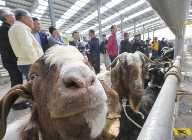 경기남부지역 최초 ‘염소 정기 경매' 시작 [포토뉴스]