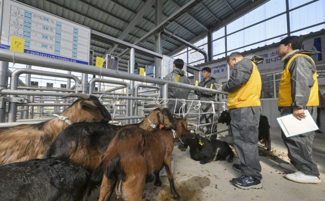 경기남부지역 최초 ‘염소 정기 경매' 시작 [포토뉴스]