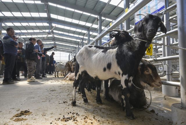 경기남부지역 최초 ‘염소 정기 경매' 시작 [포토뉴스]