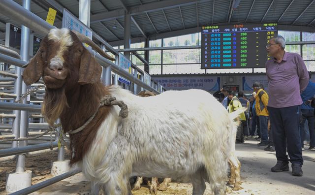 경기남부지역 최초 ‘염소 정기 경매' 시작 [포토뉴스]