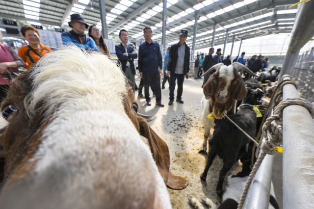 경기남부지역 최초 ‘염소 정기 경매' 시작 [포토뉴스]