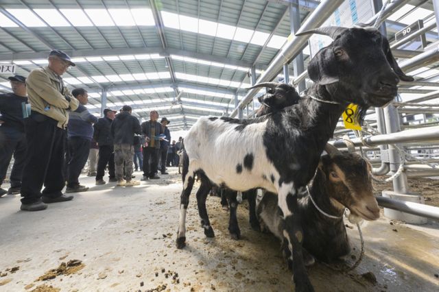 경기남부지역 최초 ‘염소 정기 경매' 시작 [포토뉴스]