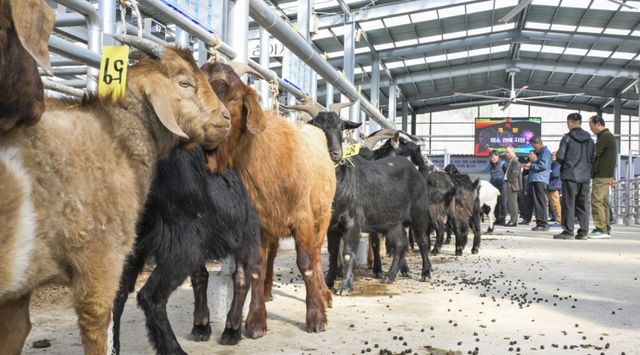 경기남부지역 최초 ‘염소 정기 경매' 시작 [포토뉴스]